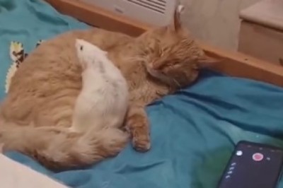 Musical Mayhem: A Mouse and Cat Dance Off to a Hilarious Beat!