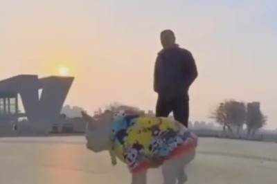 Pawsome Chaos on the Snow: Hilarious Dog Sled Shenanigans!