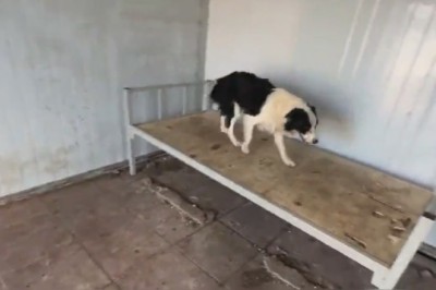 The Pawsome Adventures of Stray Dogs in Search of Love and Treats!