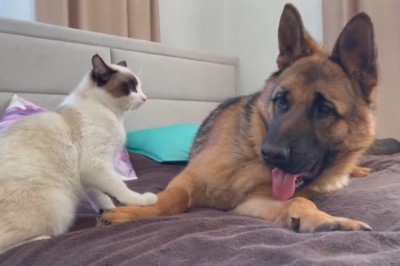 EPIC Battle of the Titans: German Shepherd Takes on Fearless Cat in Hilarious Showdown!