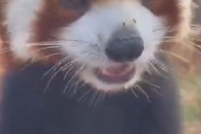 Adorable Red Panda Devours Grapes like a Pro - Cutest Foodie Alert!