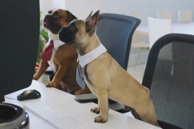 Canine Couch Potatoes: Hilarious Video Shows Two Dogs Hilariously Engrossed in a TV Show!