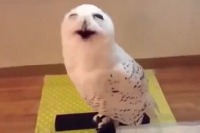 Hilarious Hoot Fest: Watch These Two Owls Prove They're Masters of Laughter!