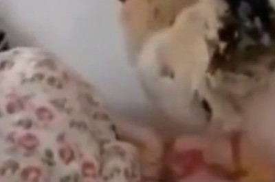 Hilarious Wake-up Call: Rooster Surprises Sleeping Man with an Epic Alarm!