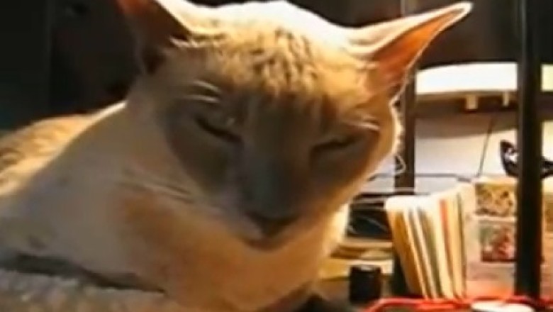 Hilariously Naughty Cat Takes Mischievousness to a New Level - Prepare to Laugh Out Loud!