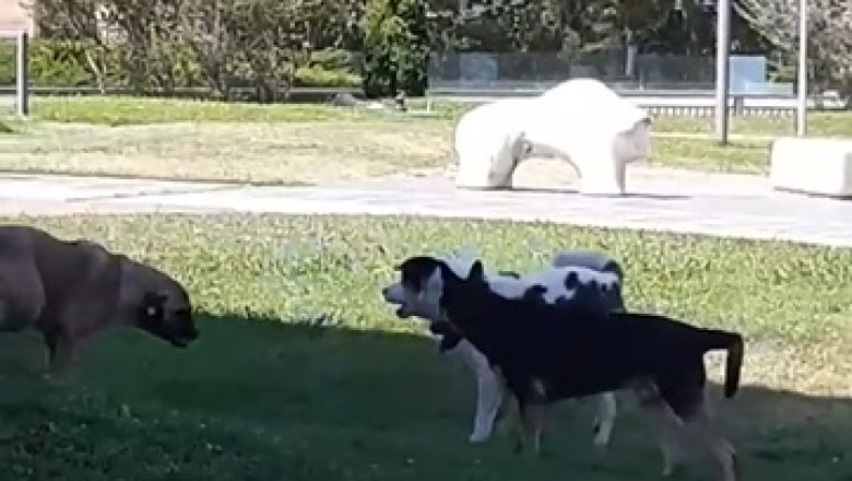 Barking Madness Unleashed: Three Hilarious Dogs Go Head-to-Head in the Most Adorable Fight You'll Ever Witness!