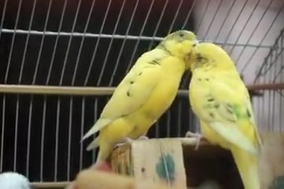 Feathered Fun Alert: This Budgie's Hilarious Romance with His Adorable Girlfriend!