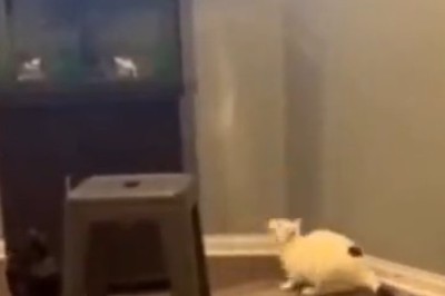 Fishing Follies: Hilarious Cat's Epic Fail in Pursuit of a Slippery Fish!