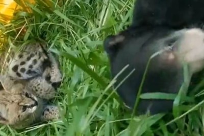 Hilarious Cat Adopts Bear Cub and Becomes Ultimate Protector! 😺🐻