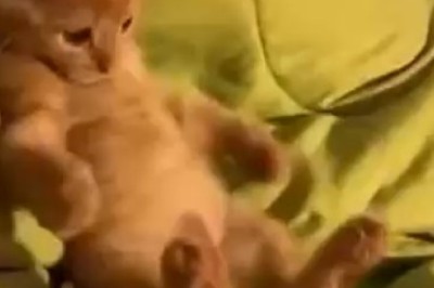 Hilarious Catitude Alert: Watch This Cat Get Amazed by Its Own Tail!