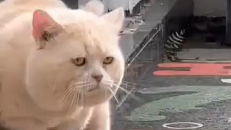 The Big Paw-ty: Watch this Hilariously Hungry Cat Take on Food like a Boss!