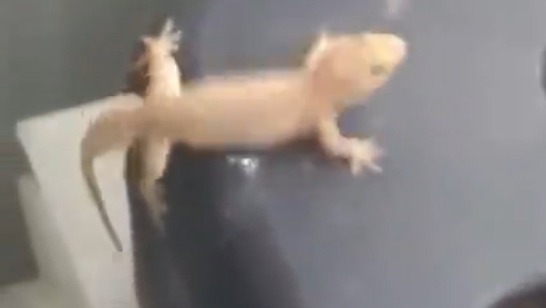 Unbelievable! Tiny Chameleon's Hilarious Misadventure in a Washing Machine! π¦π