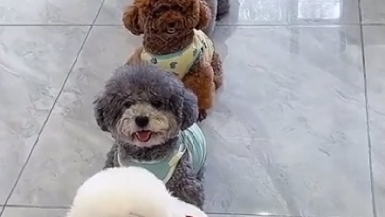 Heartwarming Video: Meet the Most Moral Dogs in Town!