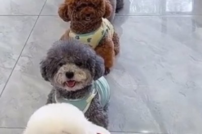 Heartwarming Video: Meet the Most Moral Dogs in Town!