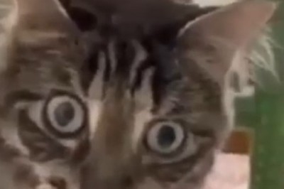 Hilarious Cat's Reaction to a Cardboard Cutout Will Leave You in Stitches!