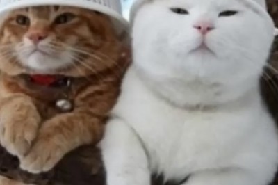 Hilarious Video: Cats Get Stuck on a Branch... and the Chaos Ensues!