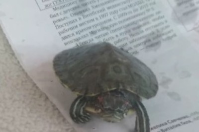 Incredible Turtle Takes Hilarious Stroll on Newspaper - Breaks the Internet with Slow & Steady Walk!