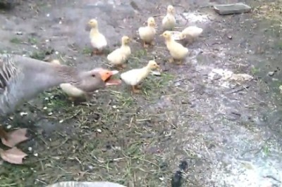 Quack-tastic Comedy: Watch This Hilarious Interaction Between a Duck and a Bunch of Adorable Chicks!