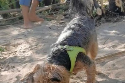 Adorable Dog's Fishy Surprise! Watch His Hilarious Reaction!