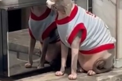 Cat Crushes Fashion Game with Sports T-Shirt! Absolutely Hilarious!