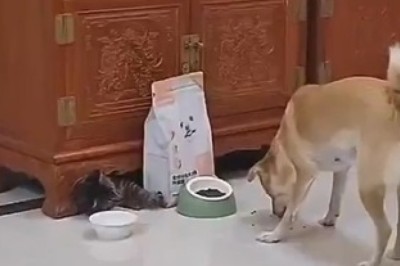 Feisty Feline vs. Canine Crisis: Watch in Awe as a Cat Puts a Dog in a Hilariously Critical Moment!