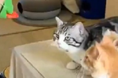 Feline Athletes on a Hilarious Mission to Win: Catlympics Edition!