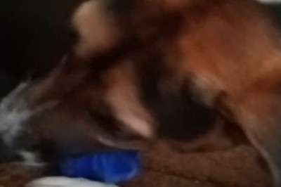 Hilarious Dog Turns Boredom Into Plastic-Chewing Extravaganza!