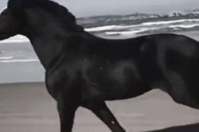 Hold on tight! Watch as this hilariously fast horse turns a peaceful beach into a wild racetrack!