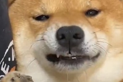 Paw-some Skills: Watch This Hilarious Video of a Dog Eating with His Hands!