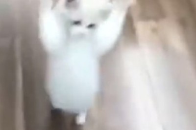 This pint-sized feline is here to break it down! Watch the hilarious dance moves of the world's tiniest cat!
