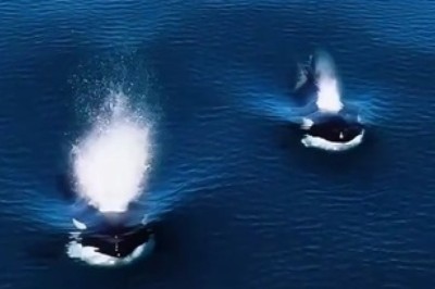 Whale-tastic Encounter: When Sea Giants Make Waves to Say Hello!