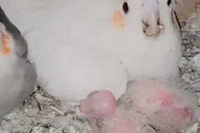 Adorable Parrot Takes On Nurturing Role: Witness the Cutest Bird Babysitting Ever!