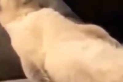 Cat Nap Chronicles: Hilarious Sleepy Shenanigans Caught On Camera!