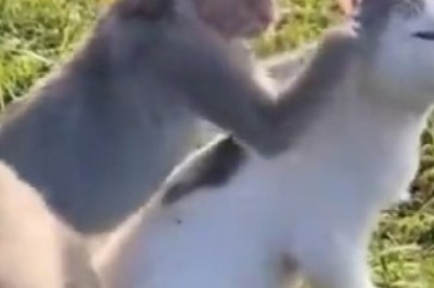 Cozy Couples Alert: Monkey Meets Cat for a Hilarious Dating Adventure!