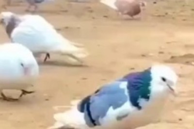 Feathered Acrobat Alert! Watch in Awe as a Dove Flips, Twirls, and Defies Gravity like a True Athlete!