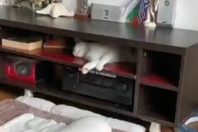 Feline Fiasco: Cats React Hilariously to the Sound of Music - You Won't Believe Their Hilarious Reactions!