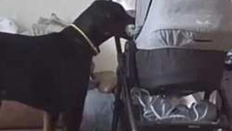 Heartwarming Moment: Dog Comforts Crying Baby, Leaves a Surprise in the Crib (Video)