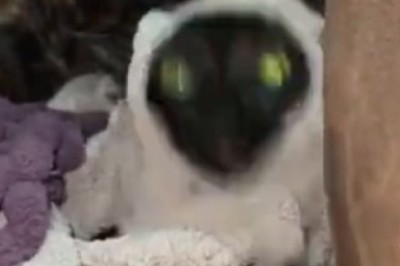 Hilarious Cat Escape Mission: Watch as Feline Mastermind Gets Entangled in a Rope Adventure!