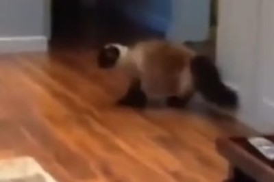 Hilarious Hissy Fits and Purr-nic Attacks: Watch Cats When They Are Scared!