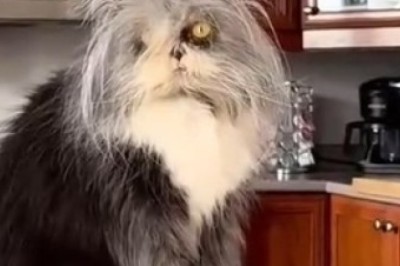 Hilarity Overload: Watch This Hairy Cat's Hilarious Antics That Will Leave You in Stitches!