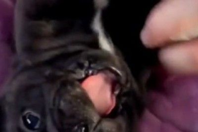 Laughing Out Loud: Hilarious Small Dog Can't Stop Giggling and It's the Cutest Thing You'll See Today!