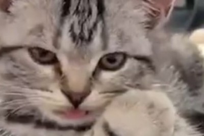 Mischief Unleashed! This Lovely Cat Unleashes a Hilarious Frenzy of Cuteness!