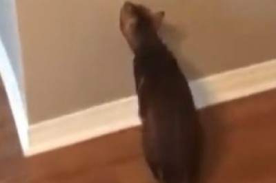 Purr-fect Paw-ninja! Watch as Clever Cat Masters the Art of Light Switch Acrobatics!