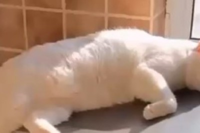 Purr-fectly Hilarious: Cat Takes Napping to Extreme Levels on a Washing Machine!