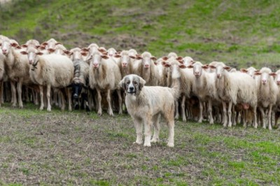 The Disruption of Livestock Guardian Dogs: Compromising Animal Protection in Wolf Areas