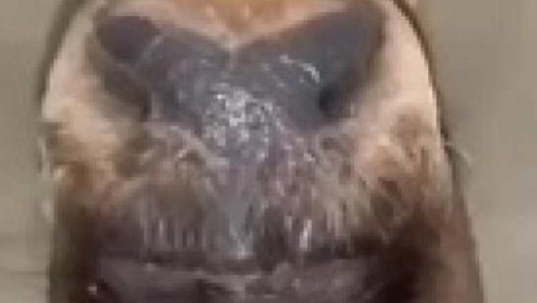 The Unbelievable Adventures of the Handsome Moose: Hilarity Ensues!