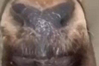 The Unbelievable Adventures of the Handsome Moose: Hilarity Ensues!