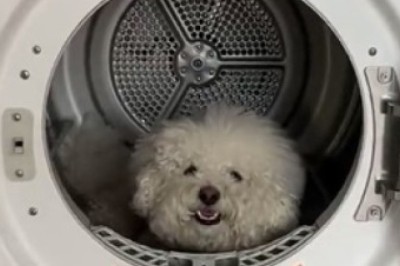 Unbelievable! Hilarious Video: Dog's Unexpected Obsession with the Washing Machine!