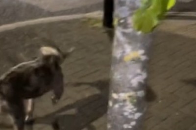 Bark vs. Branch: Watch This Hilarious Showdown as a Tenacious Dog Takes on a Stubborn Tree Branch!