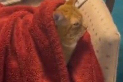 Cat Comedy Master: Watch This Hilarious Feline Crack Purr-fect Jokes About Sneezes!